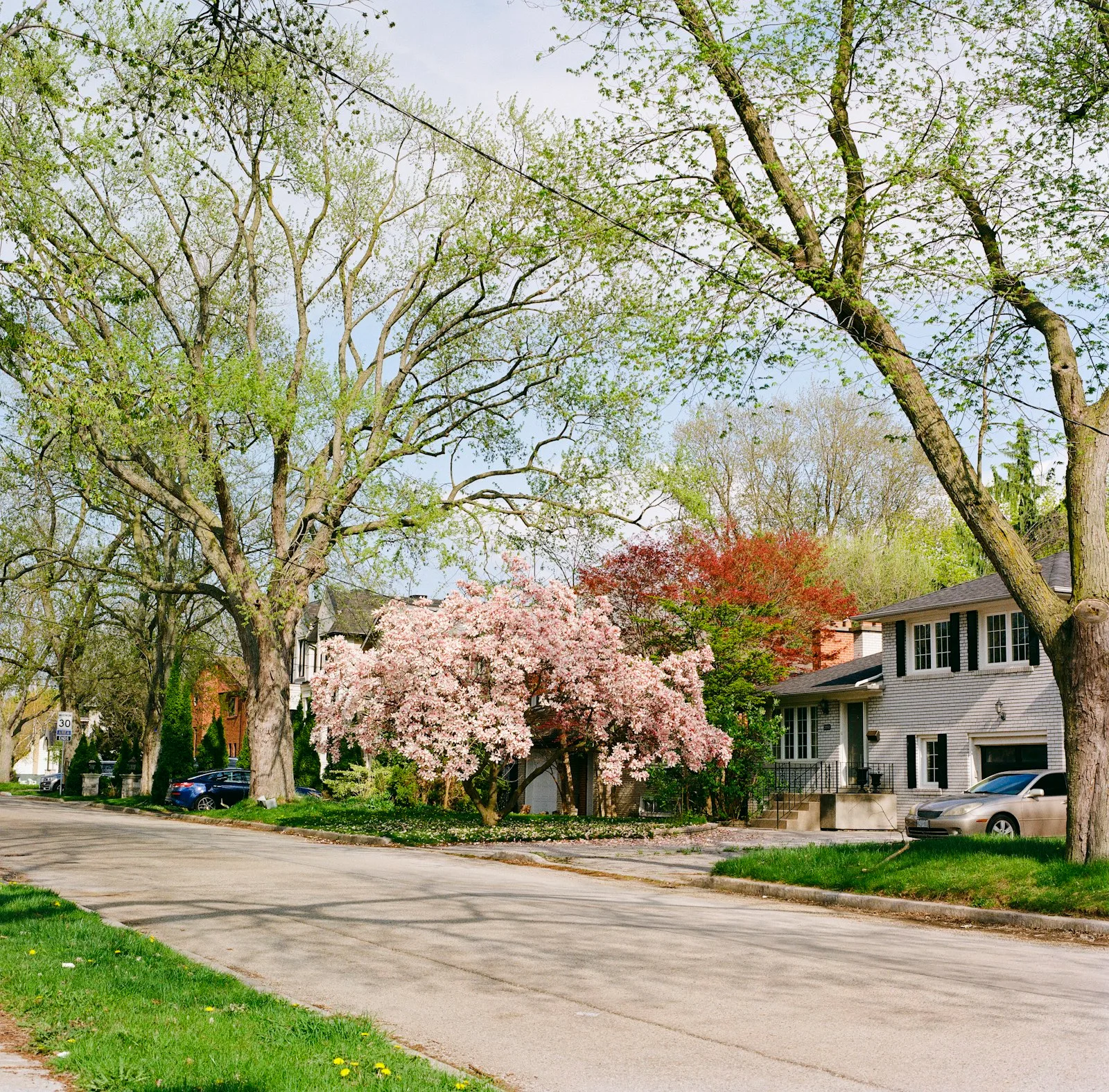 GTA residential street with flowering trees in spring — Scarborough